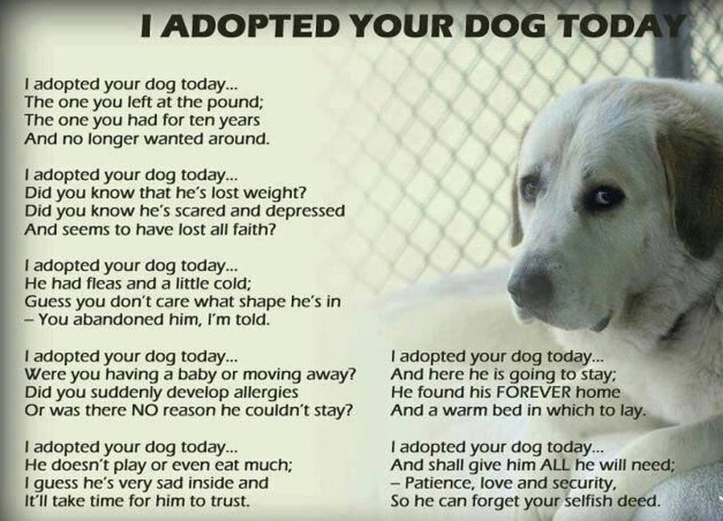 This Letter Is On Behalf Of Any Dog That’s Ever Been Dumped