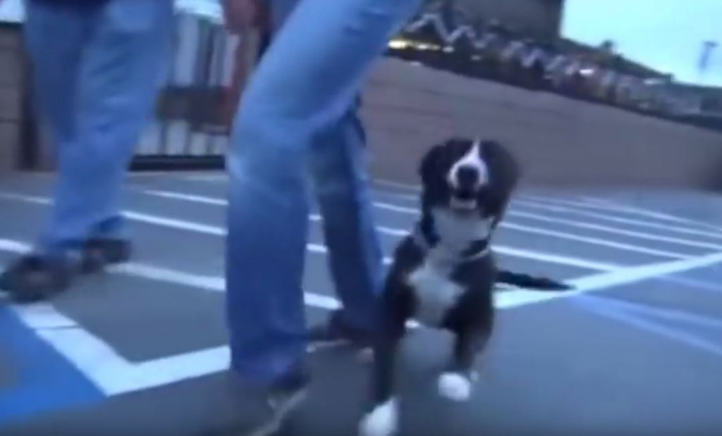 Shy Shelter Dog FLIPS OUT After Realizing He’s Been Adopted