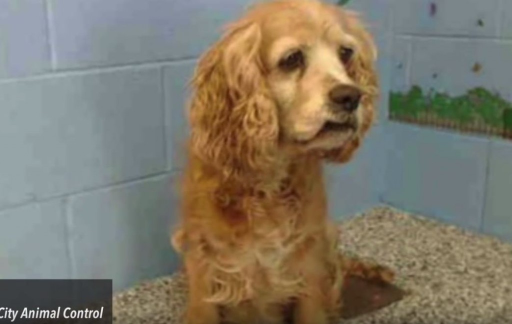 This Aging Dog Was Heard Crying After Family Left Her For Younger Dog
