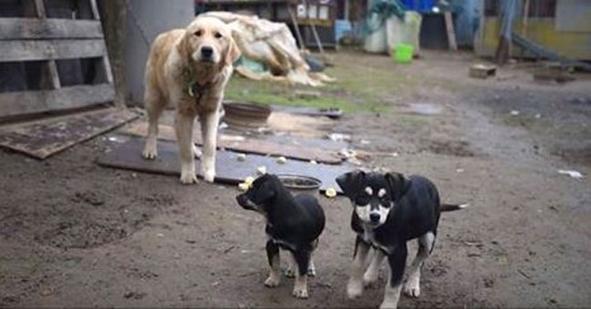26 Dogs Are Rescued From A Farm In South Korea