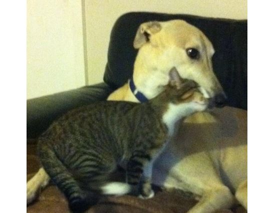 Dog Rescued From Abusive Past Finds Soul Mate in Blind Cat