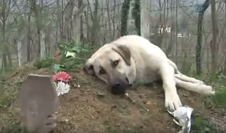 Dog cries at his owner’s grave every day