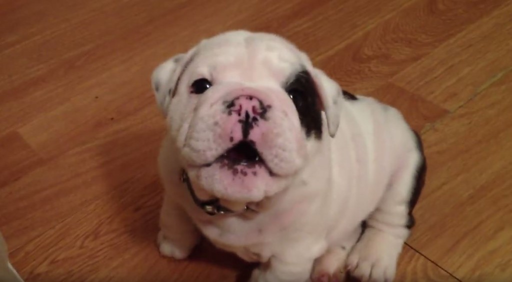 This Little Puppy’s Pouting Is The Cutest Thing On The Planet!