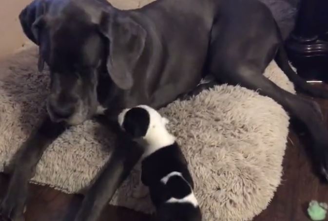 Massive Great Dane plays with tiny puppy