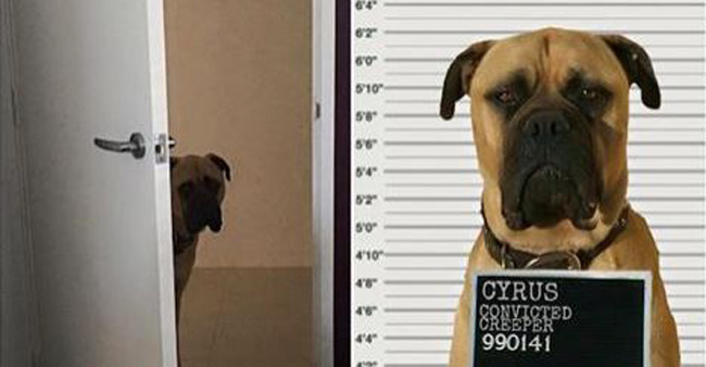 This Curious Dog Is The Ultimate Creeper