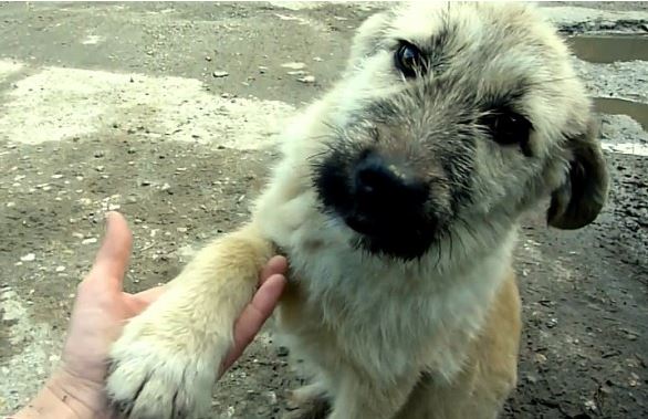 Super Appreciative Puppy Shakes His Rescuer’s Hand