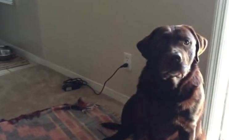 Owner convinces dog he’s thirsty – when he’s not