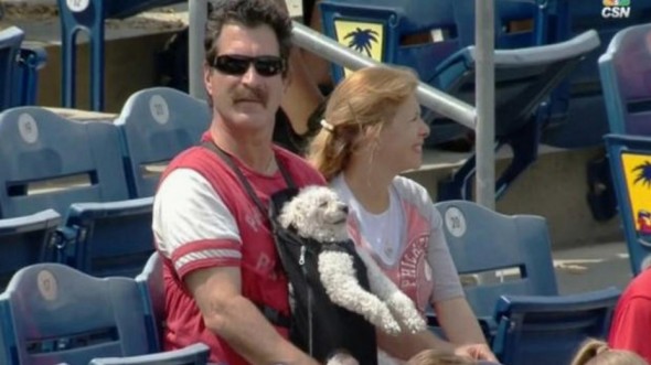 Dog Enjoys Sunny Afternoon at Ballpark in Papoose