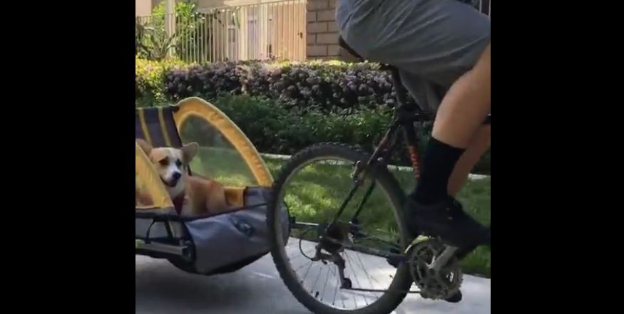 Corgi sits back, enjoys lovely bike ride