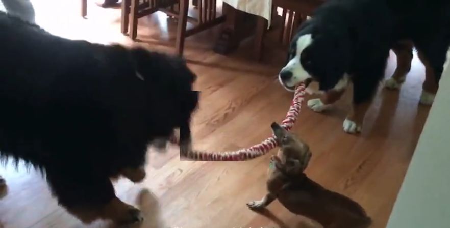 Tug-of-War Between 3 Dogs Has Surprise Ending