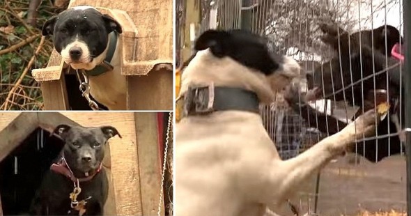 See the Awesome Reactions of Dogs Being Unchained for Good