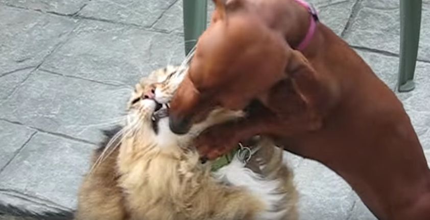 Dog Practices Being a Feline Dental Hygienist