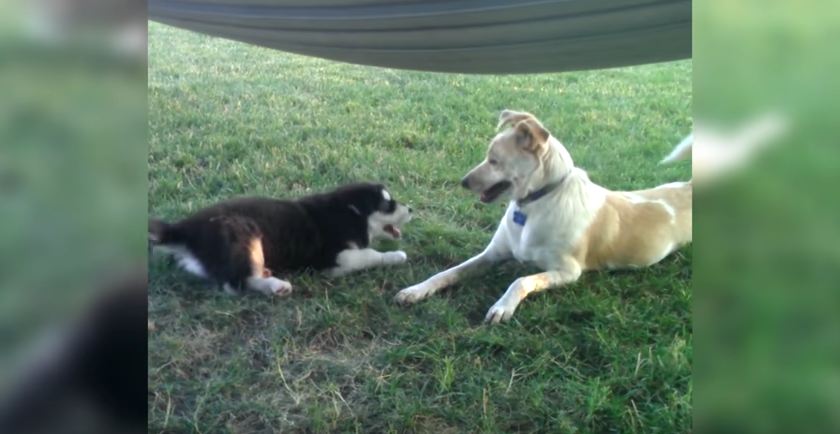 This Dog Has A Funny Way Of Telling The Puppy To Quiet Down