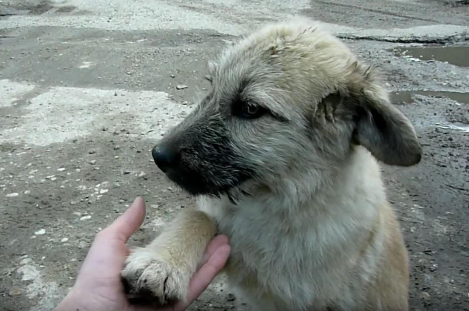 The Sweetest Puppy Says Bye Bye To The Mean Streets. HOORAY!