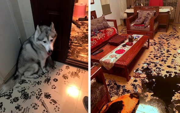 Dirty Dog: Cute Husky’s Family Returns Home to Epic Mess