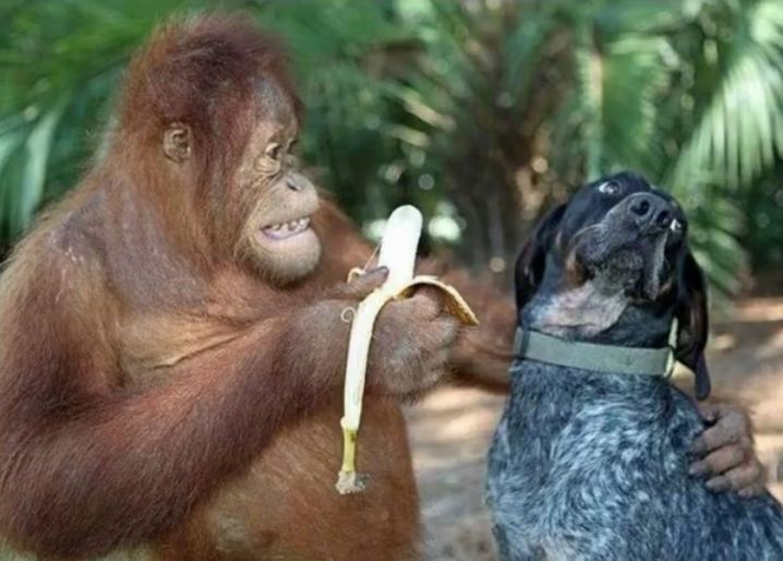 Orangutan and Dog Become Best Friends at a Wildlife Refuge