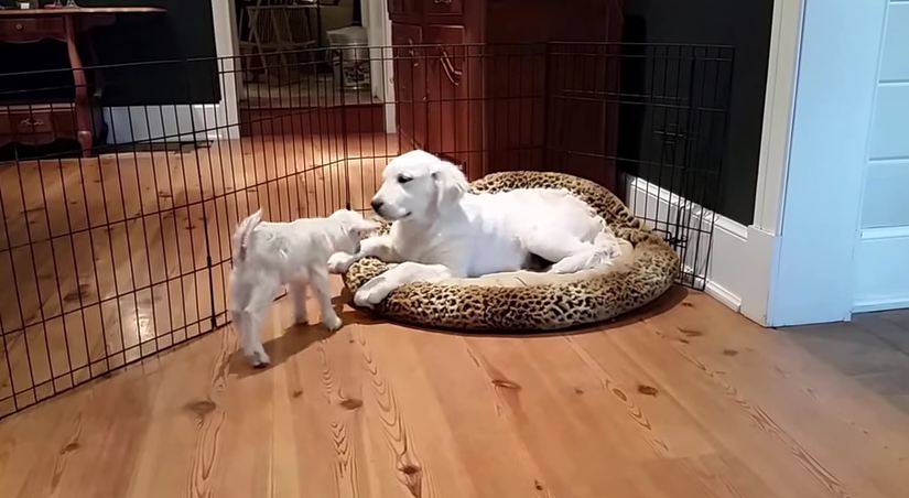 Four-Month-Old Puppy Meets Four-Day-Old Goat