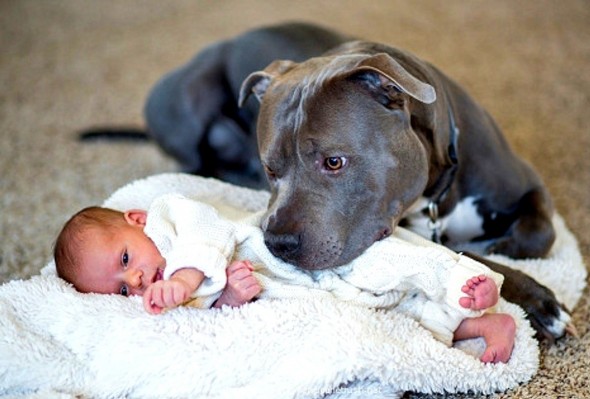 Man Worried About Wife’s Pit Bull When Baby Is Born Is Completely Blown Away by What He Does