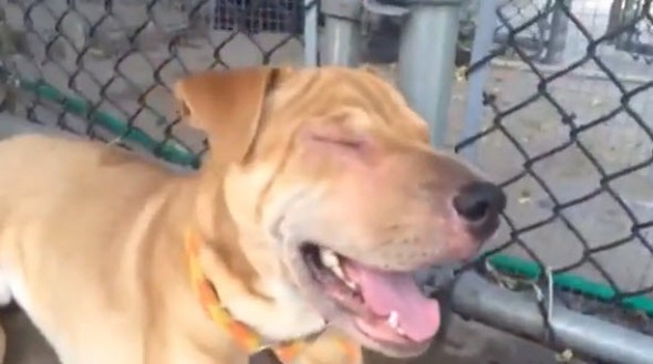 Sharpei Mix Stray Going Blind Wants to See Again