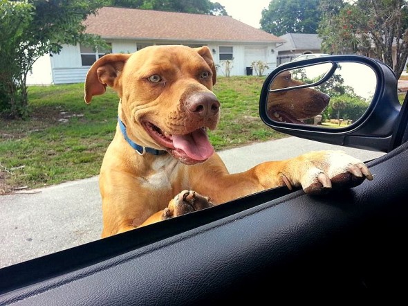 Florida Deputy Befriends Wandering Pit Bull