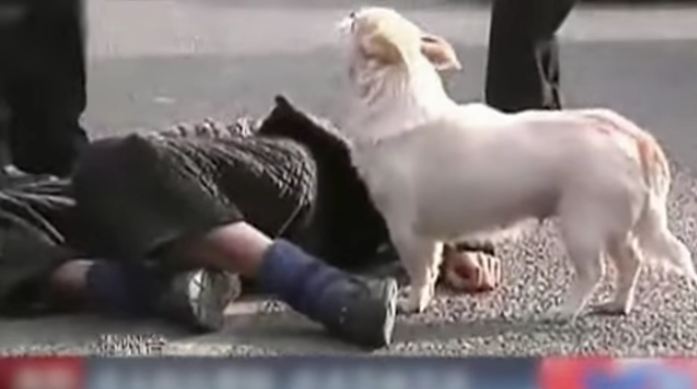 A Man Just Passed Out In The Street, But Wait Till You See What The Dog Does…