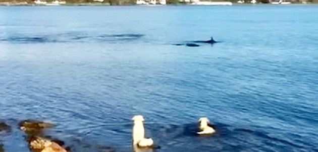 He’s Walking His Dogs Along The Bay When They Notice THIS. What They Do? Wow!