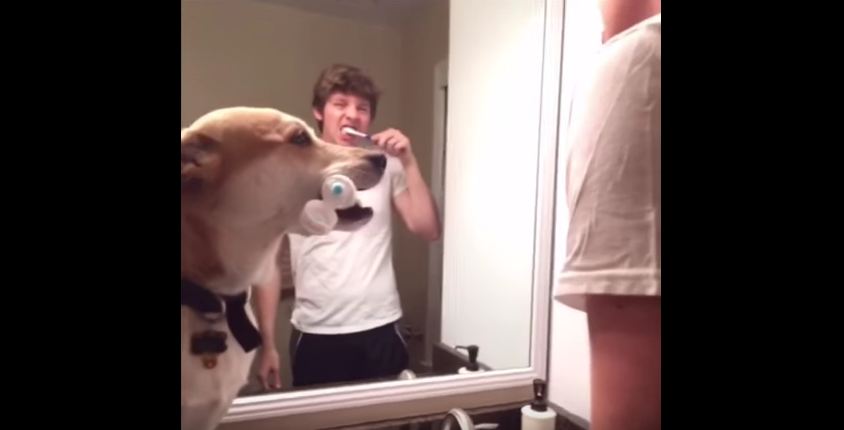Smart and Well-Trained Dog Redefines “Man’s Best Friend”
