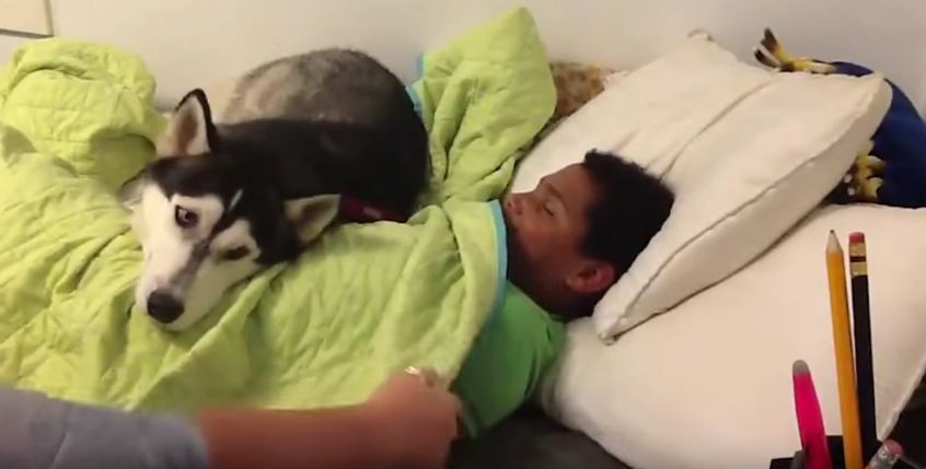 Husky Doesn’t Want Human to Wake Up for School