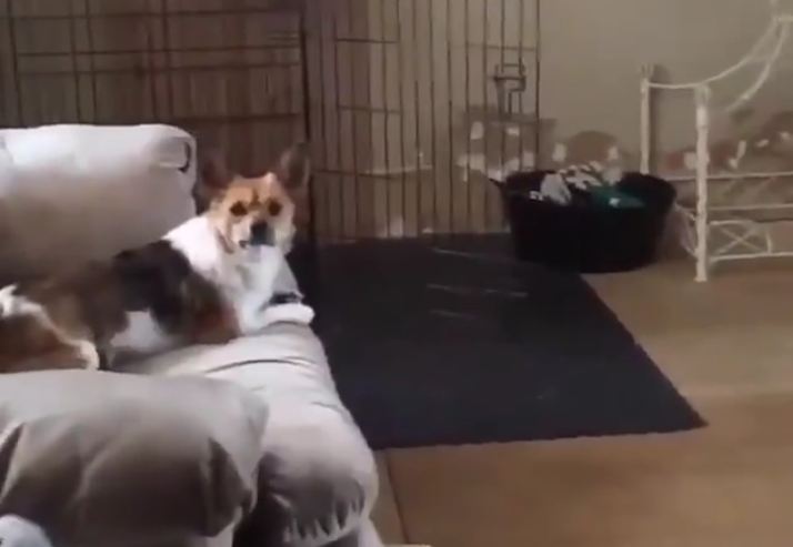 Dog’s RAMPAGE Through House Has a Surprise Ending!