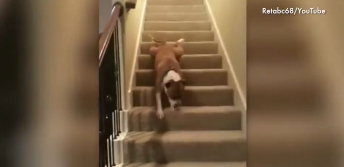 Dogs Who Are Hilariously Confounded by Stairs