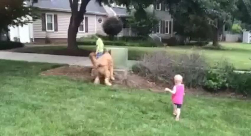 When This Little Boy With Autism Got Too Close To The Road, His Dog Saved The Day