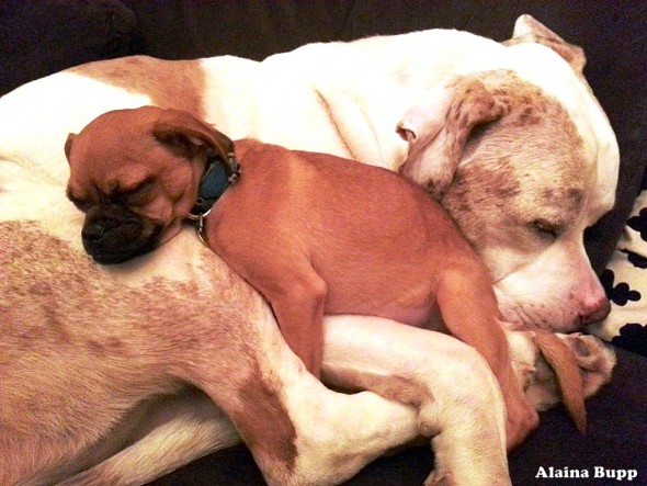 Big Ol’ Mush of a Dog Gives Cuddles to Scared Shelter Animals