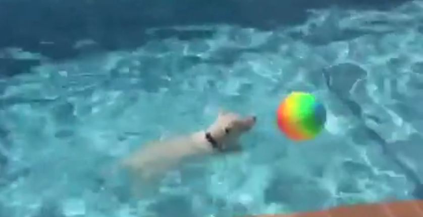 Water-loving Westie plays with new pool toy