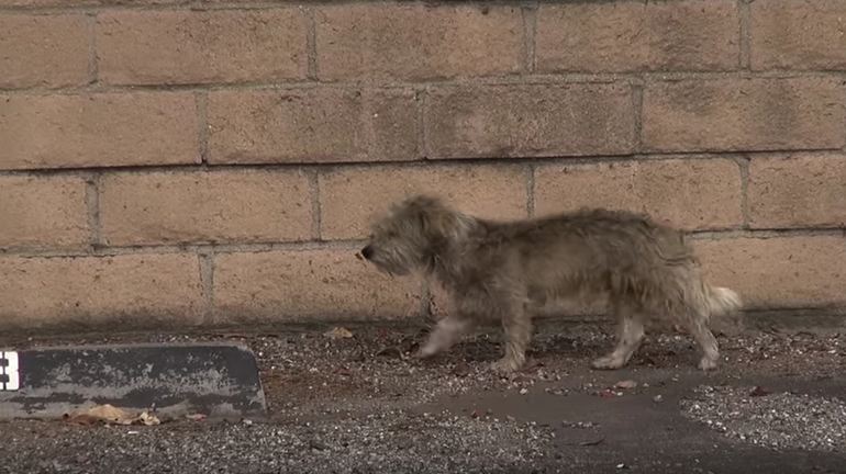 This Homeless Dog Was Terrified Of People — Now Watch His Unbelievable Rescue