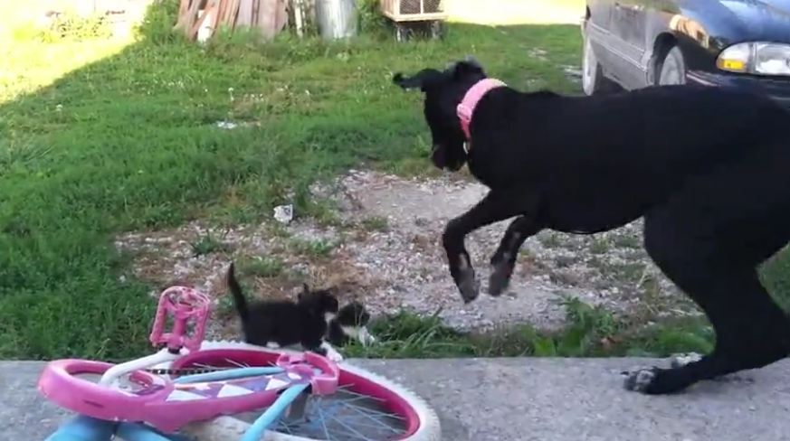 This Massive Dog Can’t Even Handle Playing With Tiny Kittens