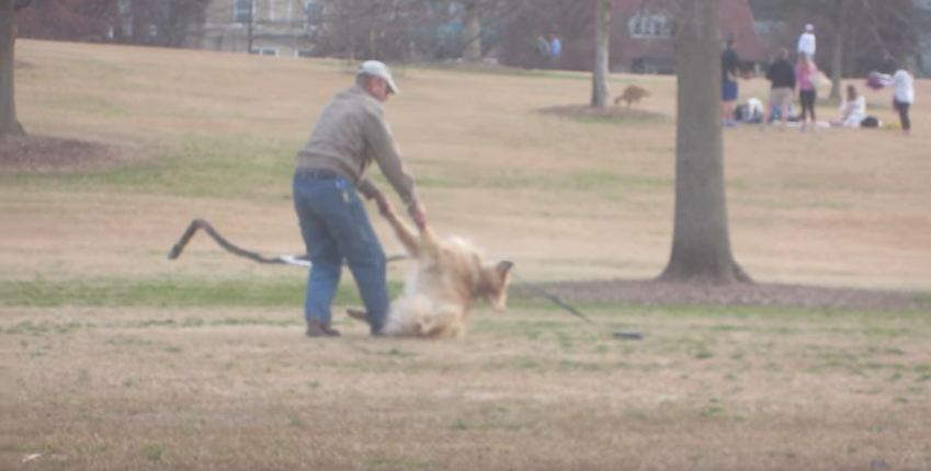 Dog Throws Tantrum When Human Wants to Leave Park