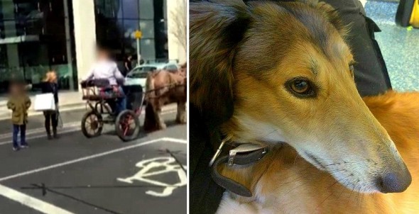 Horrified Onlookers Save Dog Being Dragged Behind Horse & Cart