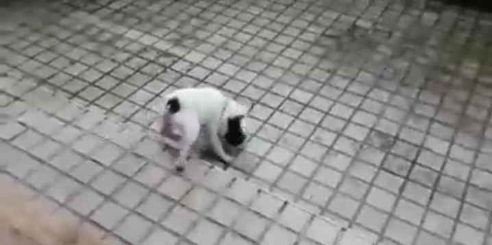 Teddy The Sweet Little Dog Plays In The Rain For The First Time