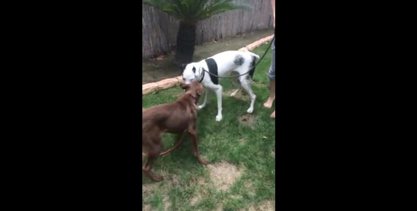 Blind Great Dane Learns How To Make Friends With Other Pups