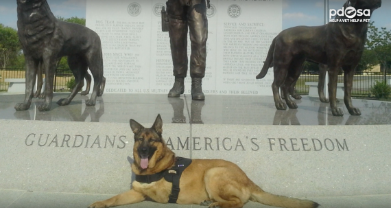 This Dog Was Injured In War, And THIS Just Made Her Retirement Extra Special… OMG