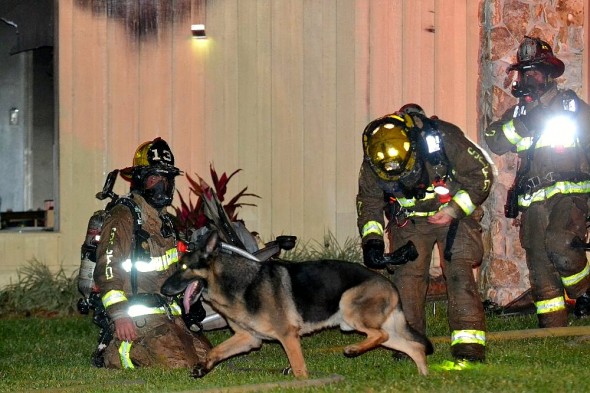 Retired Police Dog Leads Firefighters to Toddlers Trapped in Burning Home