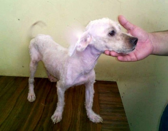 dogs1
