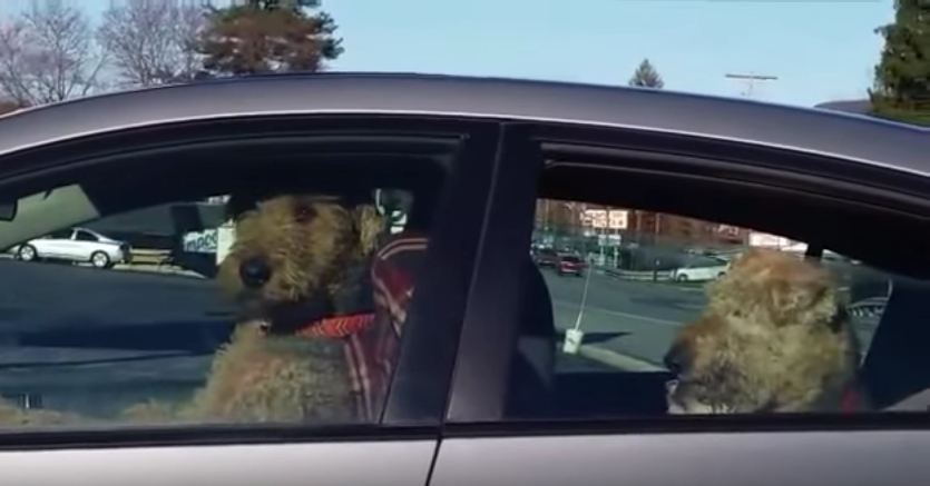 Impatient Dog Lays On The Horn–Wait ‘Til You See The Look On His Face!