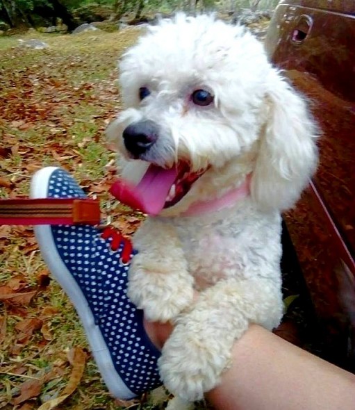 Dog Thrown into Raging River Makes a Lucky Landing