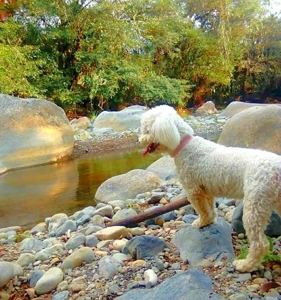 dogs4