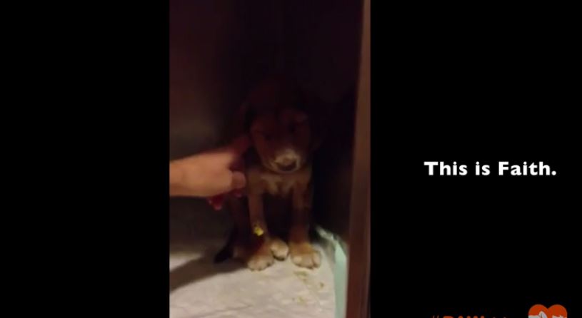 Family in Turkey Brings Home Dying Puppy To Pass in Peace But He Surprises Them All