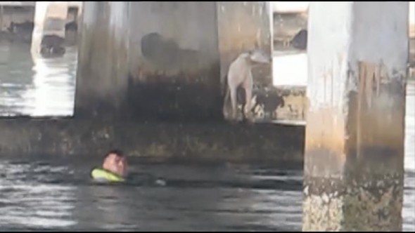 Firefighter Jumps into Florida Bay to Rescue Stranded Dog