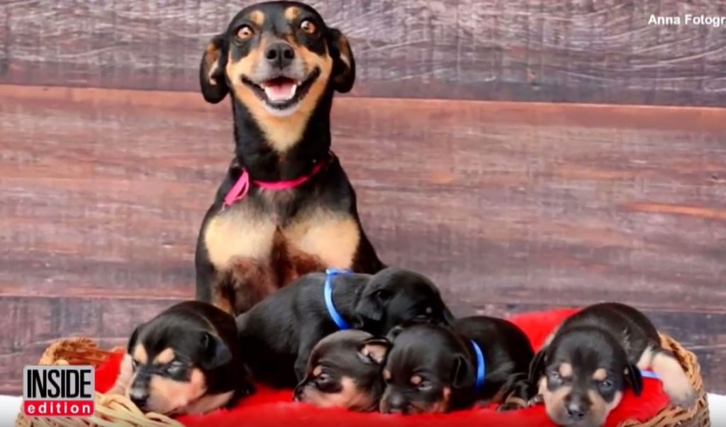 Dog With Beautiful Maternity Photos Now Poses With Her Newborn Puppies!