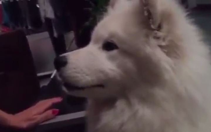 Samoyed puppy tastes coffee, gives hilarious reaction