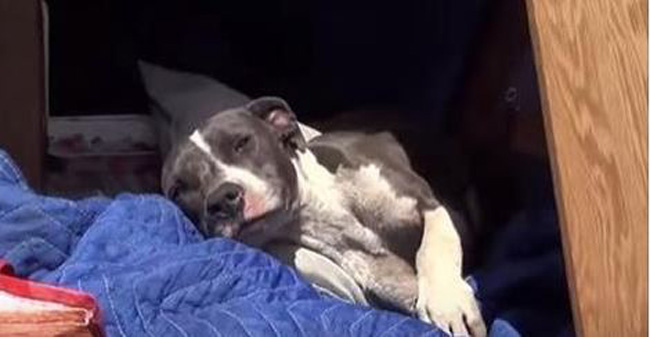 Homeless Pit Bull Shows Her Rescuers How Much She Wants To Be Saved